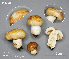  (Russula aff. foetens - MQ23-CMMF026407)  @11 [ ] (by-nc) (2015) Jacqueline Labrecque Unspecified