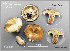  (Russula sp. 1 Nigrantinae - MQ23-CMMF026419)  @11 [ ] (by-nc) (2015) Jacqueline Labrecque Unspecified