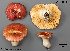  (Russula sp._betuletorum-3 - MQ22-Mtt0247-CMMF024796)  @11 [ ] Copyright (c) (2020) Matthieu Sicard Unspecified