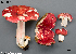  (Russula cf. pulchra - MQ24-Mtt0479-CMMF27361)  @11 [ ] bc-nc (2023) Matthieu Sicard Unspecified