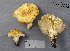  (Russula sp. 1 Archaea - MQ23-CMMF002229)  @11 [ ] by-nc (1994) Yves Lamoureux CMMF