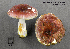  (Russula aff. graveolens - MQ23-CMMF003644)  @11 [ ] by-nc (2002) Yves Lamoureux CMMF