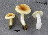  (Russula puellaris var. minutalis - MQ23-CMMF004024)  @11 [ ] by-nc (2006) Yves Lamoureux CMMF