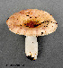  (Russula abietina - MQ21-YL4275-CMMF024709)  @11 [ ] Copyright (c) (2014) Yves Lamoureux Mycoquebec