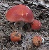  (Russula pseudolepida - MQ24-cKc0003)  @11 [ ] © (2012) Claude Kaufholtz-Couture Unspecified