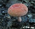  (Russula fucosa - MQ24-cKc0217)  @11 [ ] © (2014) Claude Kaufholtz-Couture Unspecified