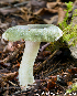  (Russula sp. IUMQ4137 - MQ23-Mtt0415)  @11 [ ] CreativeCommons - Attribution Share-Alike (2023) Matthieu Sicard Mycoquebec