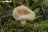  ( - MQ21-CMMF024756)  @11 [ ] Copyright (c) (2019) Patrick Poitras Mycoquebec