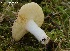  ( - MQ21-CMMF024756)  @11 [ ] Copyright (c) (2019) Patrick Poitras Mycoquebec