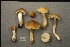  (Tricholoma fumosoluteum - MQ20-YL-CMMF002067)  @11 [ ] CreativeCommons - Attribution Non-Commercial No Derivatives (1993) Yves Lamoureux Universite de Montreal, Biodiversity Center