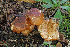  (Tricholoma sp. IUMQ3893 - MQ20-MCNC3773-CMMF005936)  @11 [ ] CreativeCommons - Attribution Non-Commercial No Derivatives (2010) Unspecified Universite de Montreal, Biodiversity Center