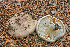  ( - MQ20-MCNC3614-CMMF007334)  @11 [ ] CreativeCommons - Attribution Non-Commercial No Derivatives (2009) Unspecified Universite de Montreal, Biodiversity Center