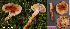  (Tricholoma focale - MQ24-HL2078)  @11 [ ] bc-nc (2023) Herman Lambert Unspecified
