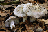  (Tricholoma marquettense - MQ20-HRL0580-QFB32607)  @11 [ ] Copyright (2010) Renee Lebeuf Unspecified