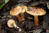  (Tricholoma aff. ustale - MQ20-HRL0864a-QFB32613)  @11 [ ] Copyright (2011) Renee Lebeuf Unspecified