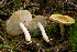  (Tricholoma intermedium - MQ20-HRL1235-QFB32624)  @11 [ ] Copyright (2012) Renee Lebeuf Unspecified