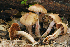  (Tricholoma aff. fulvum - MQ20-HRL1479-QFB32628)  @11 [ ] Copyright (2013) Renee Lebeuf Unspecified