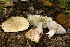  (Tricholoma palustre - MQ20-HRL2173-QFB32641)  @11 [ ] Copyright (2015) Renee Lebeuf Unspecified