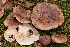  (Tricholoma mcneilii - MQ20-HRL2835-QFB32650)  @11 [ ] Copyright (2018) Renee Lebeuf Unspecified