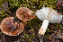  (Tricholoma cf. pessundatum - MQ20-HRL3130-QFB32660)  @11 [ ] Copyright (2019) Renee Lebeuf Unspecified