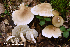  (Tricholoma pallens - MQ22-QFB33134-HRL3381)  @11 [ ] Copyright (c) (2021) Renee Lebeuf Unspecified