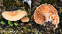  (Hygrophoropsis cf. aurantiaca - MQ24a-HRL4606)  @11 [ ] (bc-nc) (2024) Renee Lebeuf Unspecified
