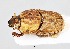  (Oniticellus triangulatus - SPEC#0267)  @11 [ ] CreativeCommons  Attribution Non-Commercial Share-Alike  (2024) Unspecified Princeton University