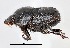  (Onthophagus sp.AFX6996 - SPEC#3024)  @11 [ ] CreativeCommons  Attribution Non-Commercial Share-Alike  (2024) Unspecified Princeton University