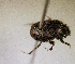  ( - MPALA-T3-ELE-31)  @11 [ ] CreativeCommons  Attribution Non-Commercial Share-Alike  (2024) Unspecified Princeton University