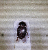  ( - SPEC#0061)  @11 [ ] CreativeCommons  Attribution Non-Commercial Share-Alike  (2024) Unspecified Princeton University