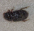  ( - SPEC#0187)  @11 [ ] CreativeCommons  Attribution Non-Commercial Share-Alike  (2024) Unspecified Princeton University