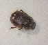  (Onthophagus rugulipennis - SPEC#0618)  @11 [ ] CreativeCommons  Attribution Non-Commercial Share-Alike  (2024) Unspecified Princeton University