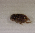  ( - SPEC#1148)  @11 [ ] CreativeCommons  Attribution Non-Commercial Share-Alike  (2024) Unspecified Princeton University