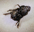  ( - SPEC#2676)  @11 [ ] CreativeCommons  Attribution Non-Commercial Share-Alike  (2024) Unspecified Princeton University
