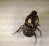  (Oniticellus millitaris - SPEC#2804)  @11 [ ] CreativeCommons  Attribution Non-Commercial Share-Alike  (2024) Unspecified Princeton University