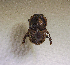  (Onthophagus millitaris - SPEC#2925)  @11 [ ] CreativeCommons  Attribution Non-Commercial Share-Alike  (2024) Unspecified Princeton University
