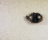  (Hister peregrinus - SPEC#3860)  @11 [ ] CreativeCommons  Attribution Non-Commercial Share-Alike  (2024) Unspecified Princeton University
