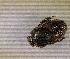  (Onthophagus atrofasciatus - SPEC#3881)  @11 [ ] CreativeCommons  Attribution Non-Commercial Share-Alike  (2024) Unspecified Princeton University