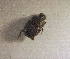  ( - SPEC#4189)  @11 [ ] CreativeCommons  Attribution Non-Commercial Share-Alike  (2024) Unspecified Princeton University