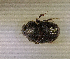  (Onthophagus polyodon - SPEC#4300)  @11 [ ] CreativeCommons  Attribution Non-Commercial Share-Alike  (2024) Unspecified Princeton University