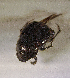  ( - SPEC#4726)  @11 [ ] CreativeCommons  Attribution Non-Commercial Share-Alike  (2024) Unspecified Princeton University