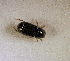  ( - SPEC#4907)  @11 [ ] CreativeCommons  Attribution Non-Commercial Share-Alike  (2024) Unspecified Princeton University