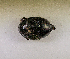  (Hister nomas - SPEC#5334)  @11 [ ] CreativeCommons  Attribution Non-Commercial Share-Alike  (2024) Unspecified Princeton University