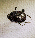  (Onthophagus sinuosicollis - SPEC#5727)  @11 [ ] CreativeCommons  Attribution Non-Commercial Share-Alike  (2024) Unspecified Princeton University