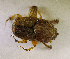  (Oniticellus inaequalis - SPEC#5890)  @11 [ ] CreativeCommons  Attribution Non-Commercial Share-Alike  (2024) Unspecified Princeton University
