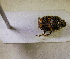  (Onthophagus angulicollis - SPEC#6243)  @11 [ ] CreativeCommons  Attribution Non-Commercial Share-Alike  (2024) Unspecified Princeton University