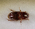  (Pharaphodius - SPEC#7210)  @11 [ ] CreativeCommons  Attribution Non-Commercial Share-Alike  (2024) Unspecified Princeton University