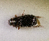  (Pharaphodius infinitus - SPEC#7767)  @11 [ ] CreativeCommons  Attribution Non-Commercial Share-Alike  (2024) Unspecified Princeton University