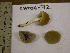 (Psathyrella cf. hydrophila - TRTC155552)  @11 [ ] CreativeCommons - Attribution Non-Commercial Share-Alike (2010) Unspecified Royal Ontario Museum