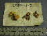  (Gymnopilus hybridus - TRTC155603_ITS)  @11 [ ] CreativeCommons - Attribution Non-Commercial Share-Alike (2010) Unspecified Royal Ontario Museum